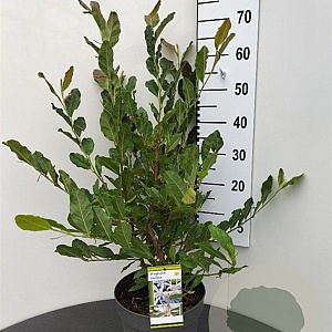 Magnolia stellata 60-80 cm 7,5L