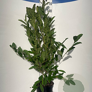 Magnolia stellata 100-125 cm 7,5L solitair