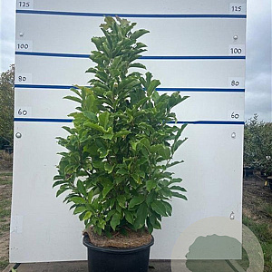 Magnolia 'Susan' 80-100 cm 20L
