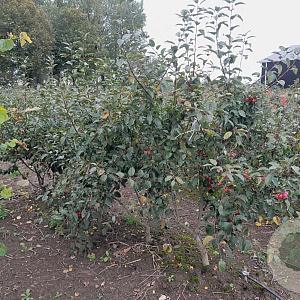 Malus 'Evereste' 200-250 cm draadkluit meerstammig