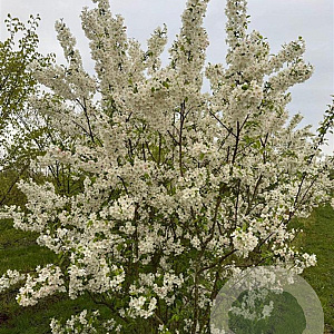 Malus 'Evereste' 200-250 cm draadkluit meerstammig