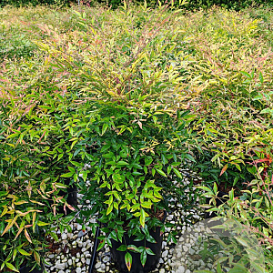 Nandina domestica 60-80 cm 20L