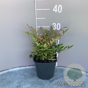 Nandina d. 'Gulf Stream' GM 2,0L