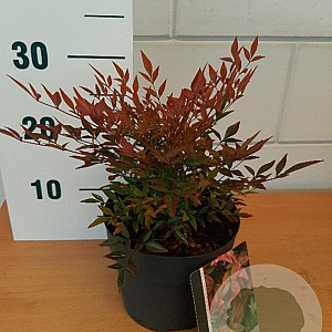 Nandina d. 'Gulf Stream' GM 2,0L