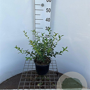 Osmanthus burkwoodii 30-40 cm 3,0L