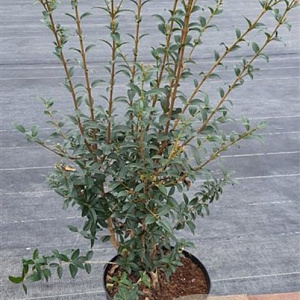Osmanthus burkwoodii 80-100 cm 7,5L