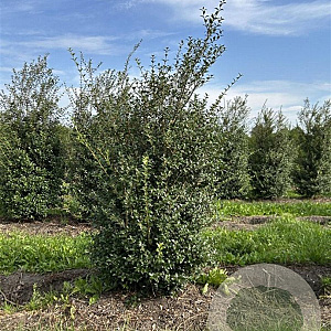 Osmanthus burkwoodii 150-175 cm draadkluit