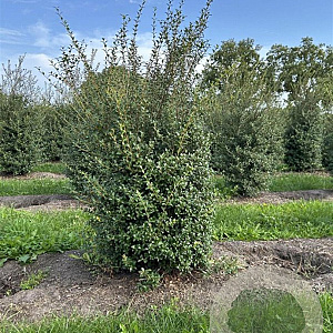 Osmanthus burkwoodii 150-175 cm draadkluit