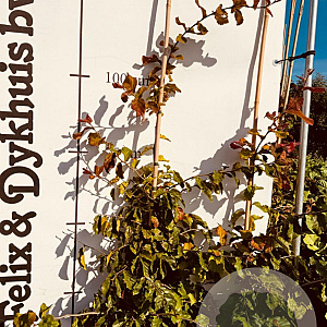 Parrotia persica 100-125 cm met kluit