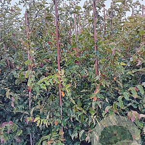 Parrotia persica 175-200 cm met kluit