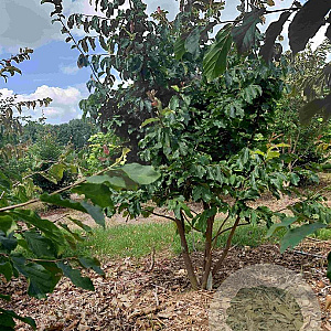 Parrotia persica 175-200 cm met kluit
