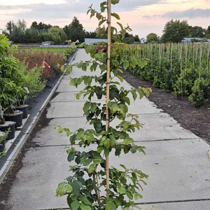 Parrotia persica 175-200 cm 10L