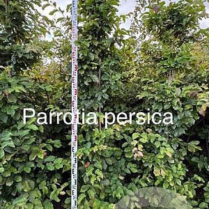 Parrotia persica 200-225 cm met kluit