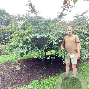 Parrotia persica 300-350 cm draadkluit meerstammig