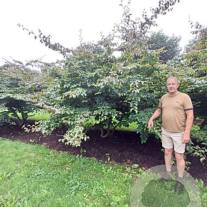 Parrotia persica 300-350 cm draadkluit meerstammig