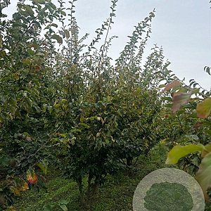 Parrotia persica 300-350 cm draadkluit meerstammig