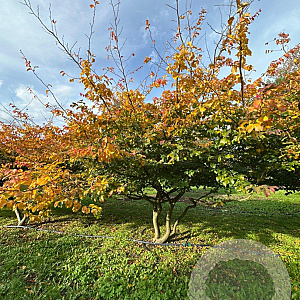 Parrotia persica 300-350 cm draadkluit meerstammig