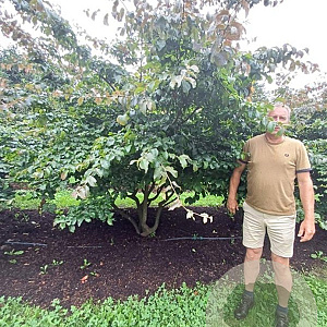 Parrotia persica 350-400 cm draadkluit meerstammig