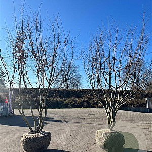Parrotia persica 350-400 cm draadkluit meerstammig