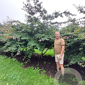 Parrotia persica 350-400 cm draadkluit meerstammig