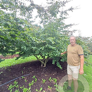 Parrotia persica 350-400 cm draadkluit meerstammig