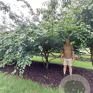 Parrotia persica 350-400 cm draadkluit meerstammig