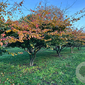 Parrotia persica 350-400 cm draadkluit meerstammig