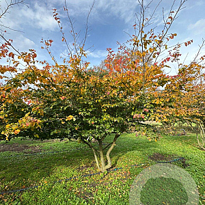 Parrotia persica 350-400 cm draadkluit meerstammig
