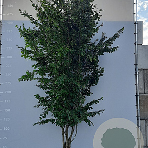 Parrotia persica 'Vanessa' 300-350 cm draadkluit meerstammig