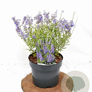 Perovskia atripl. Lacey Blue 25-30 cm 3,0L