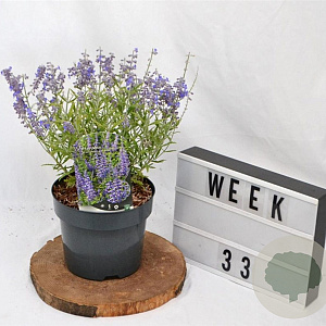 Perovskia atripl. Lacey Blue 25-30 cm 3,0L