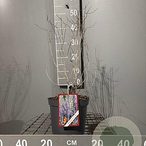 Perovskia 'Blue Spire' 40-50 cm 3,0L