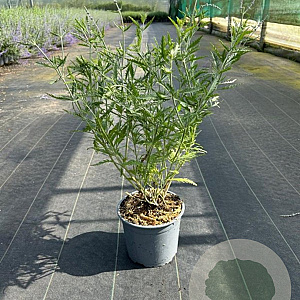 Perovskia 'Blue Spire' 40-60 cm 2,0L