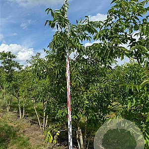 Phellodendron amurense 250-300 cm draadkluit meerstammig