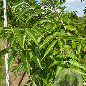Phellodendron amurense 300-350 cm draadkluit meerstammig