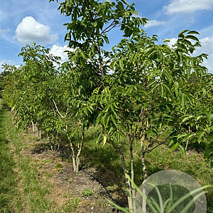 Phellodendron amurense 300-350 cm draadkluit meerstammig