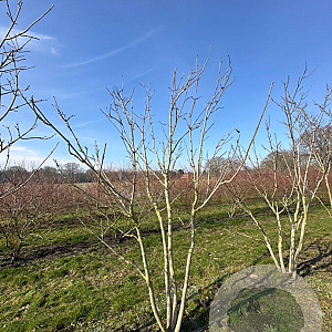 Phellodendron amurense 300-350 cm draadkluit meerstammig