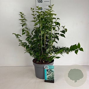 Philadelphus coronarius 80-100 cm 10L