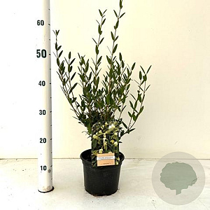 Phillyrea angustifolia 40-60 cm 2,0L