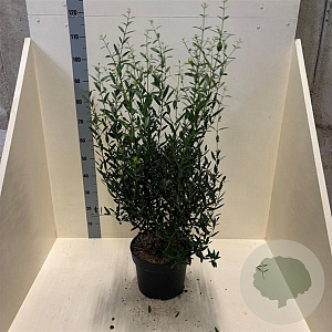 Phillyrea angustifolia 80-100 cm 10L