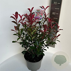 Photinia fraseri Carré Rouge 50-60 cm 5,0L
