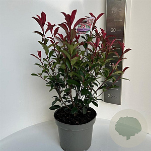 Photinia fraseri Carré Rouge 50-60 cm 5,0L