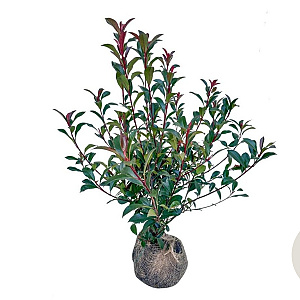 Photinia fraseri Carré Rouge 60-80 cm met kluit