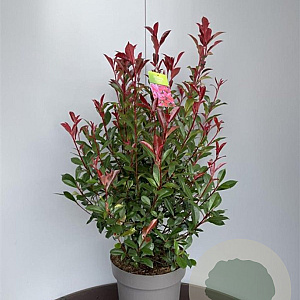 Photinia fraseri Carré Rouge 60-80 cm 10L