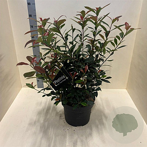 Photinia fraseri Carré Rouge 60-80 cm 10L