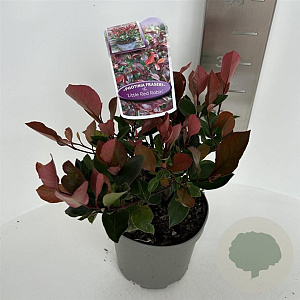 Photinia fraseri 'Little Red Robin' 20-30 cm 2,0L