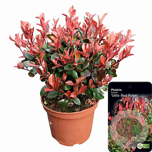 Photinia fraseri 'Little Red Robin' 30-40 cm 5,0L