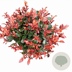 Photinia fraseri 'Little Red Robin' 30-40 cm 5,0L