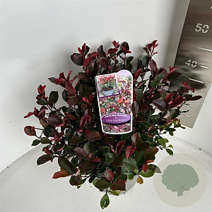 Photinia fraseri 'Little Red Robin' 30-40 cm 5,0L
