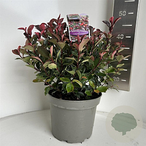 Photinia fraseri 'Little Red Robin' 30-40 cm 5,0L